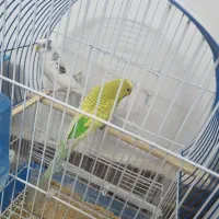 مرغ عشق و فنچ