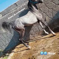اسب نریان
