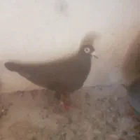 سلام پلاکی بنگ پدر مادرش اتیغه به شرط پرش مسافتی