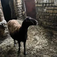 گوسفند قزل افشار