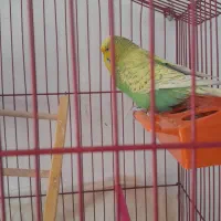 فروش|پرنده|کشکسرای, |دیوار