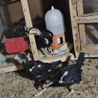 جوجه لاری دانگ بالا نژاد دار