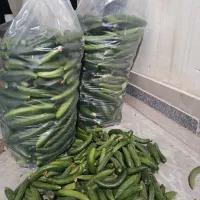 خیار