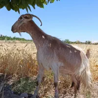 فروش بز