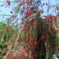 باغبانی و طراحی