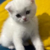گربه|گربه|بندرعباس, |دیوار