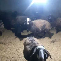 فروش میش غزل افشار