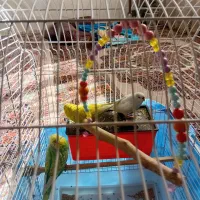 مرغ عشق|پرنده|قرچک, مهدیه|دیوار