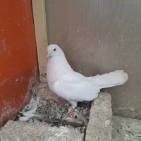 کبوتر سفید نر