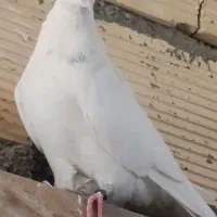 کبوتر