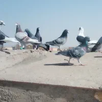 50تا کفتر کاشمر