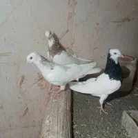کبوترطوقی