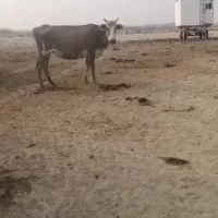 گاو
