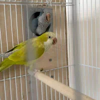 جفت راهب مولد