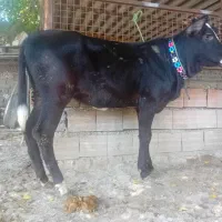 فروش ۱عدد گوساله سیمینتال ماده ۳ماهه تمیز تلی گاو