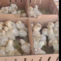 جوجه بوقلمون زرین بیوتی 6