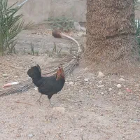 فروش مرغ و جوجه