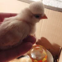 جوجه محلی و لهستانی و سلطان برهما و اردک و غاز
