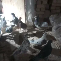 کفتر