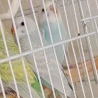 مرغ عشق رینبو