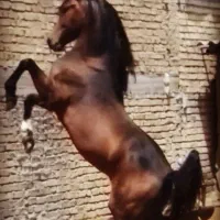 اسب