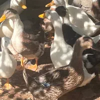 فروش اردک