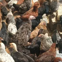 فروش جوجه گلپایگان ۷۰روزه