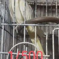 عروس هلندی ،کوتوله،قناری