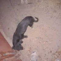 سگ  پاکوتاه