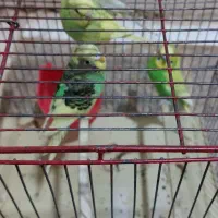 پرندگان زیبا
