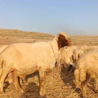 قوچ (ورن) سنجابی اصیل
