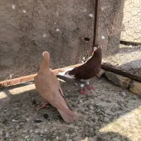 کبوتر جفت پلاکی زرد و سرخ و پرشی کله ای