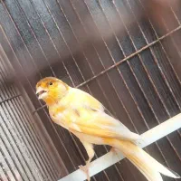 قناری نر
