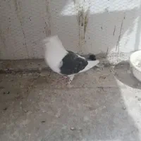 کبوتر نر بلژیکی