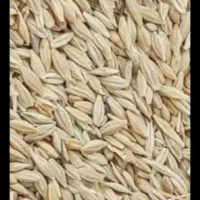 فروش جو ...51تومن
