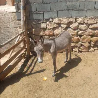 خره|حیوانات مزرعه|بجنورد, |دیوار
