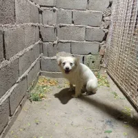 سگ پاکوتاه