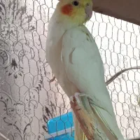 عروس هلندی ماده