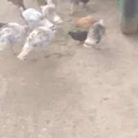 بوقلمون محلی جوان