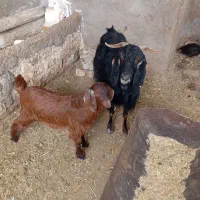 سه عدد بز زاییده