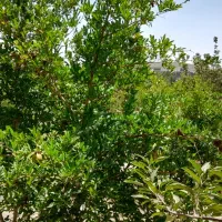 فروش باغ چهار دیواری|فروش خانه و ویلا|اصفهان, زیار|دیوار