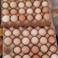 تخم مرغ محلی