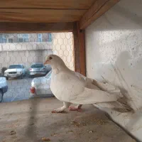 کفتر کبوتر نر سفید حندقی ماده خال سیاه