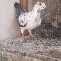 کبوتر