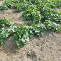 فروش خیار محلی