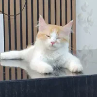 گربه