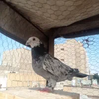 کفتر سوسکی بزک