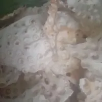 فقط خدا
