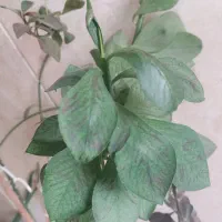 گیاه فردوس