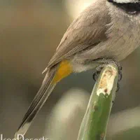 قناری